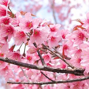 23 NİSAN PERŞEMBE KİRAZ ÇİÇEKLERİ YAĞARKEN İZNİK